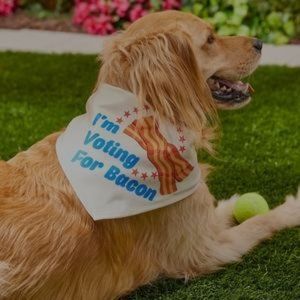 Frisco Cat/Dog Bandana